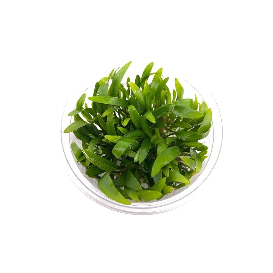 Cryptocoryne Willissii | in vitro cup
