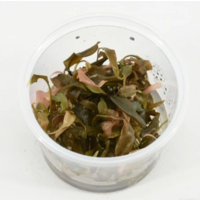 Cryptocoryne Petchii Pink | In vitro cup