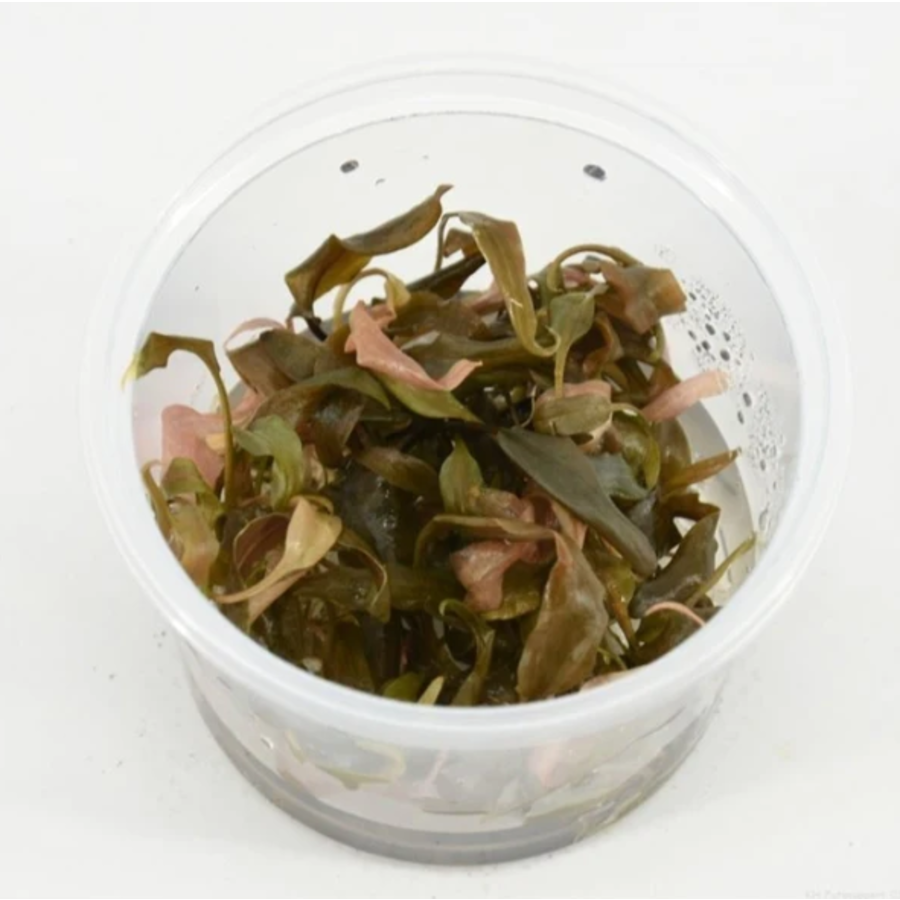 Cryptocoryne Petchii Pink | In vitro cup