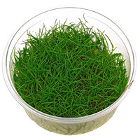 Eleocharis Minima in 100CC vitro cup