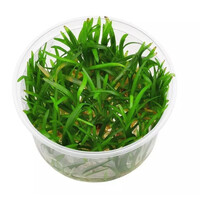 Eriocaulon Vietnam | In vitro cup