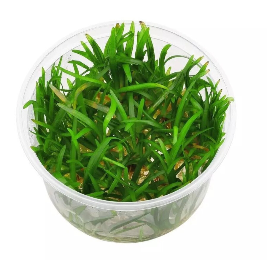 Eriocaulon Vietnam | In vitro cup