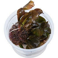 Echinodorus Reni | In vitro cup