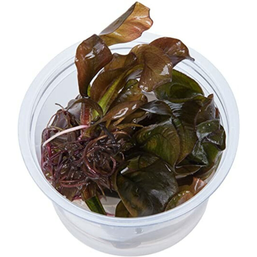 Echinodorus Reni | In vitro cup