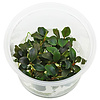 Bucephalandra red 100CC vitro cup