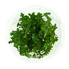 Bacopa Caroliniana | Grofbladige bacopa | In vitro cup