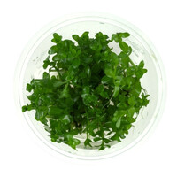 Bacopa Caroliniana | Grofbladige bacopa | In vitro cup