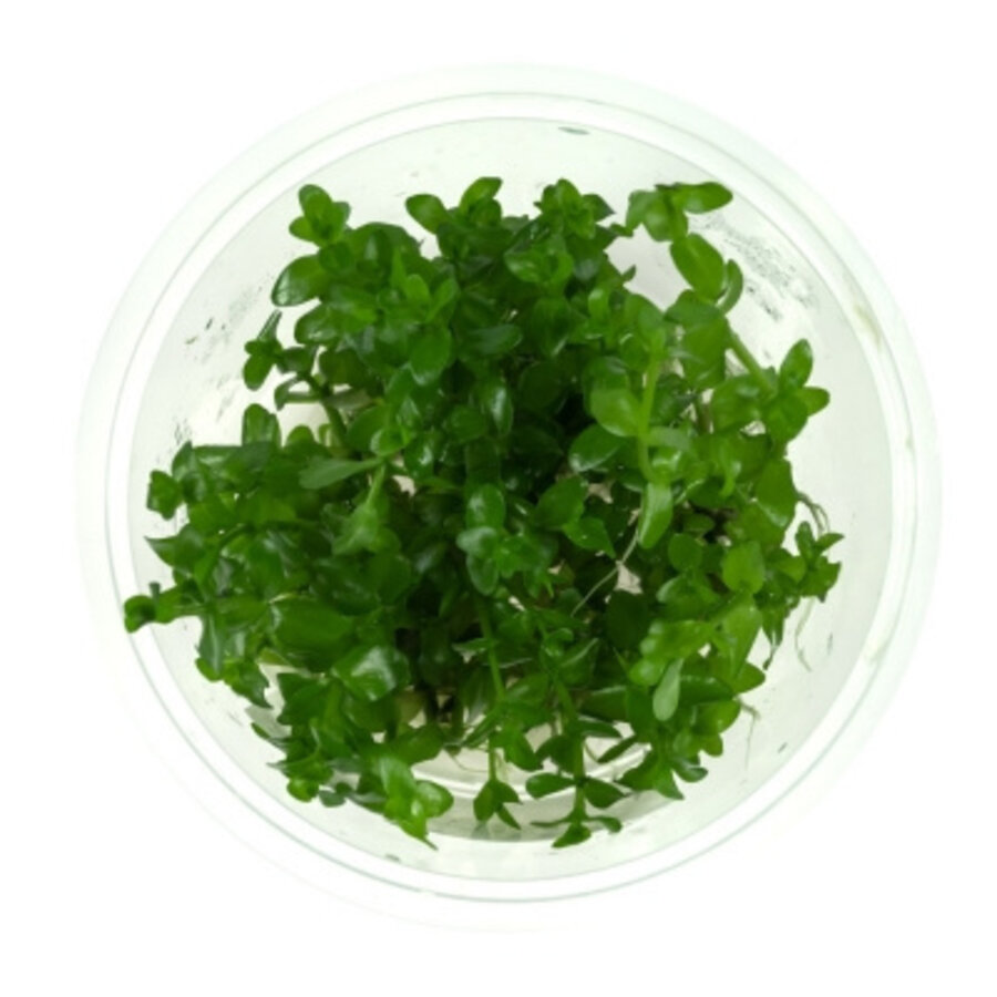 Bacopa Caroliniana | Grofbladige bacopa | In vitro cup
