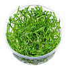 Lilaeopsis Brasilensis | Grasplant | In vitro cup