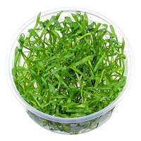 Lilaeopsis Brasilensis | Grasplant | In vitro cup