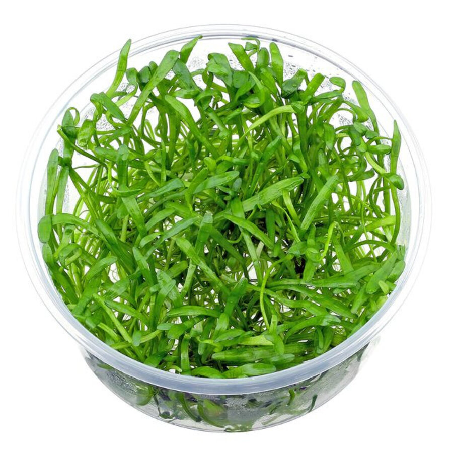 Lilaeopsis Brasilensis | Grasplant | In vitro cup
