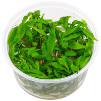 Cryptocoryne Undulatus | In vitro cup
