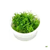 Pogostemon erectus | Indiase sterplant | 100CC vitro cup