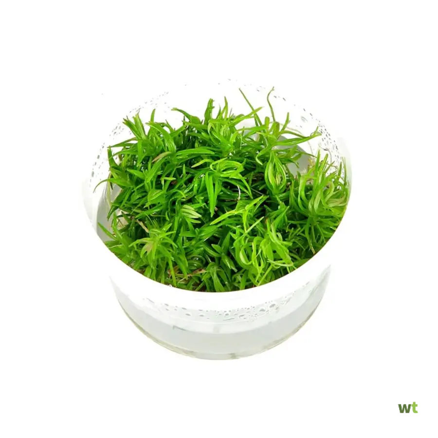 Pogostemon erectus | Indiase sterplant | 100CC vitro cup