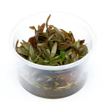 Cryptocoryne Wendtii | Langstelige wendtii | In vitro cup