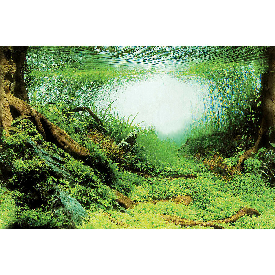 Deco Poster Aquascape Plant