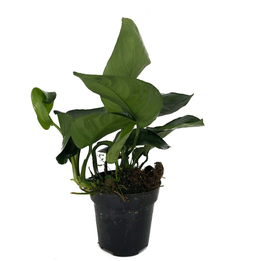 Anubias Barteri moederplant | Speerblad | in 9CM pot