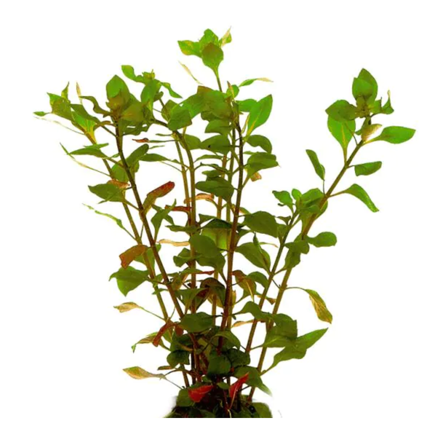 Ludwigia Palustris | Waterlepeltje | rood in bos met loodje
