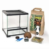 Spinnen starterkit glazen terrarium 30 x 30 x 32 cm voor spinnen schorpioenen en miljoenpoten