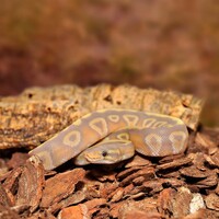 Orchideeën schors substraat fijn 10L voor reptielen en amfibieën