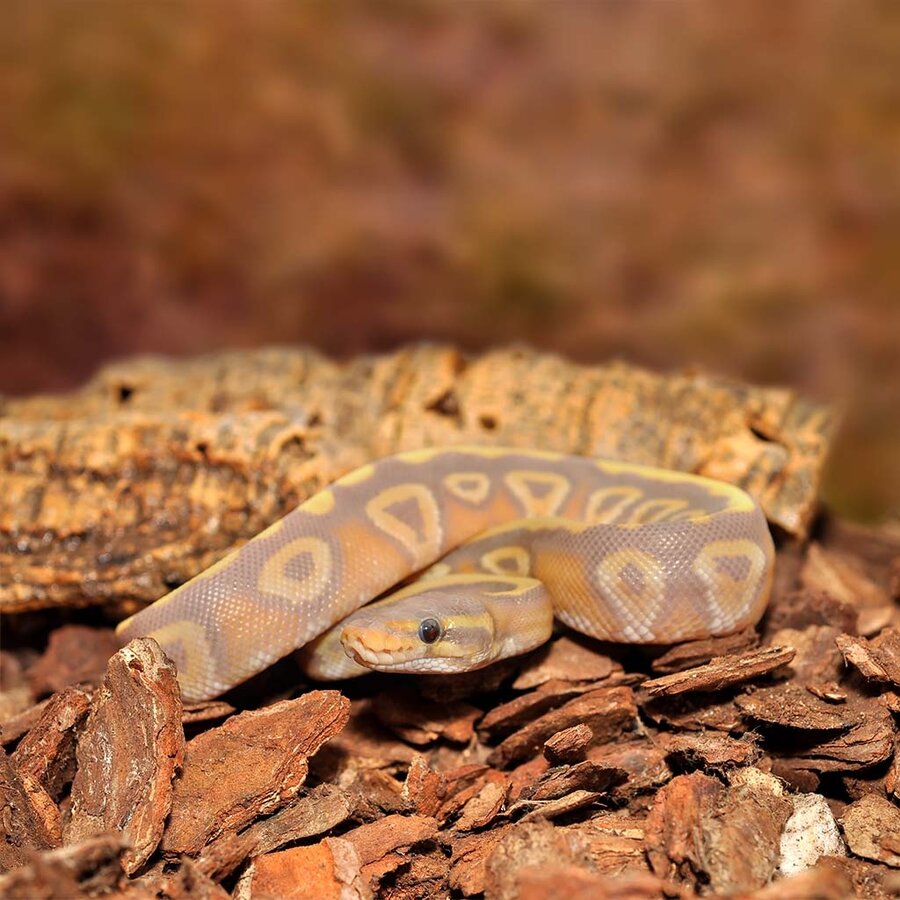 Orchideeën schors substraat fijn 10L voor reptielen en amfibieën