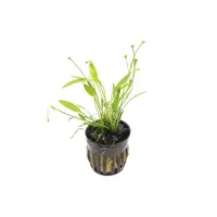 Echinodorus Tenellus | Dwergzwaardplant | in 5cm pot