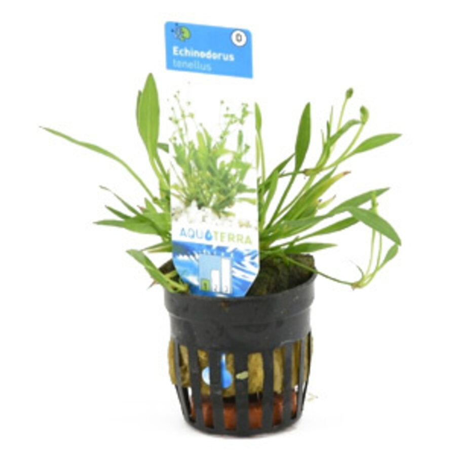 Echinodorus Tenellus | Dwergzwaardplant | in 5cm pot