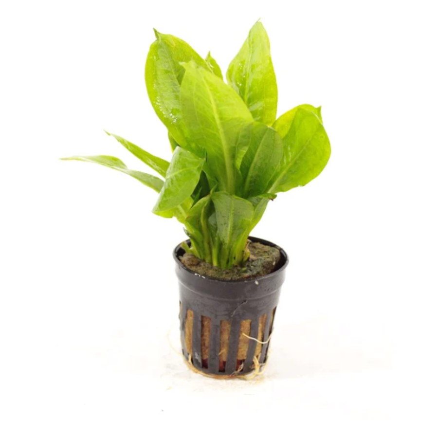 Echinodorus Parviflorus | Dwerg  Zwaardplant | in 5cm pot