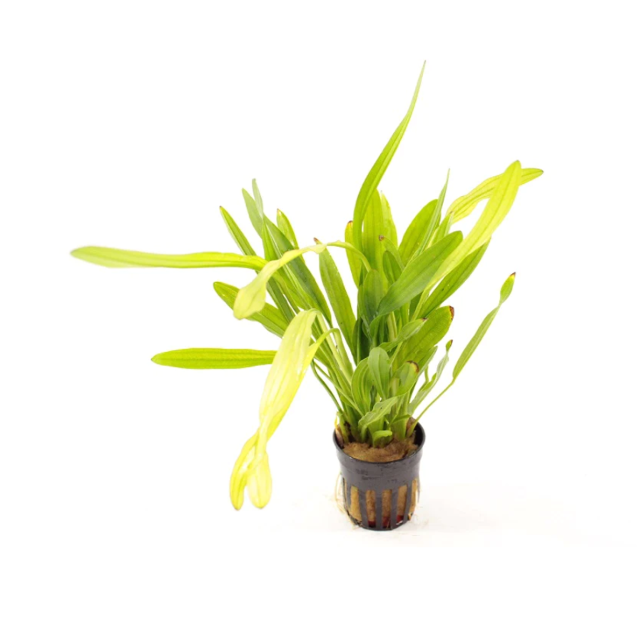 Echinodorus Horemanii | Waterweegbree Horemanii | groen in 5cm pot