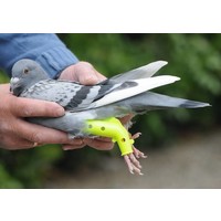 Prothese voor duiven en andere vogels - ondersteuning bij pootproblemen en herstel