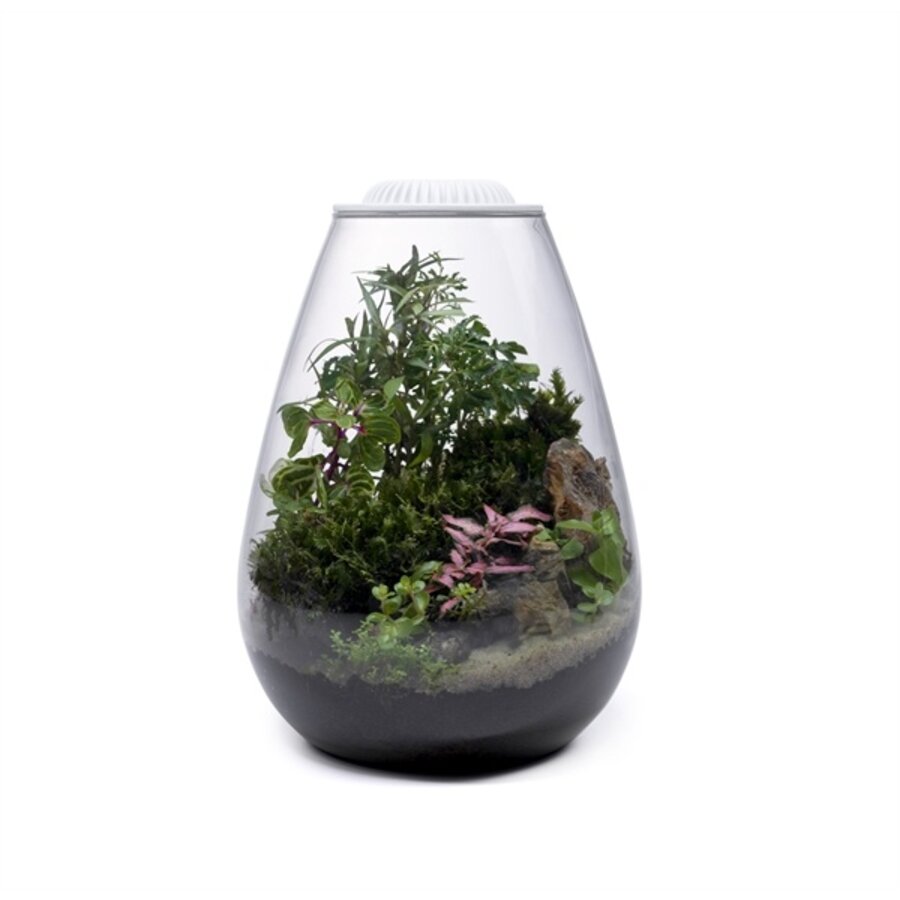 Bio bowl 200 met led wit | gesloten plantterrarium 20 x 26 cm
