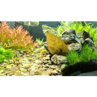 Dadap Leaves bladvoer | 10 stuks voor garnalen en rivierkreeften