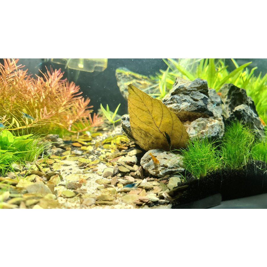 Dadap Leaves bladvoer | 10 stuks voor garnalen en rivierkreeften