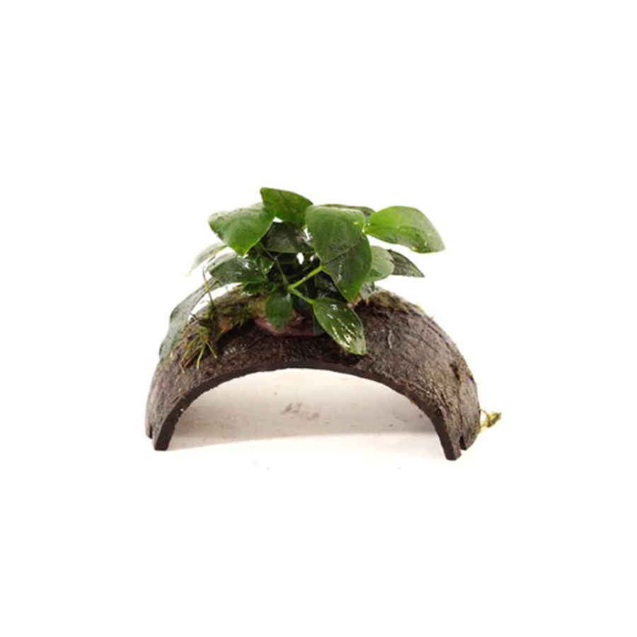 Cocosnoot armband met anubias