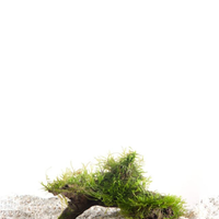 Javamos op driftwood (Vesicularia Dubyana) | Small