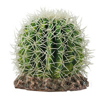 Terrano Cactus Sonora