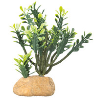 Terrano Euphorbia