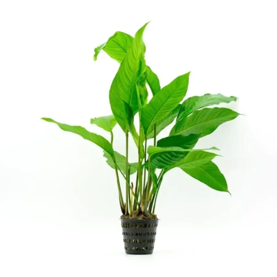 Anubias Heterophylla | Langsteelspeerblad | in 9CM pot