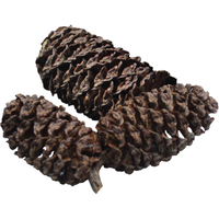 Black Cones elzenappeltjes 40 gram | natuurlijke waterverzorging voor 1200 liter
