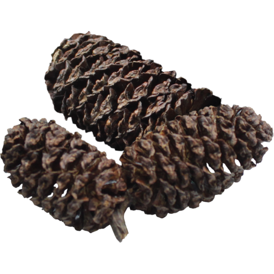 Black Cones elzenappeltjes 40 gram | natuurlijke waterverzorging voor 1200 liter