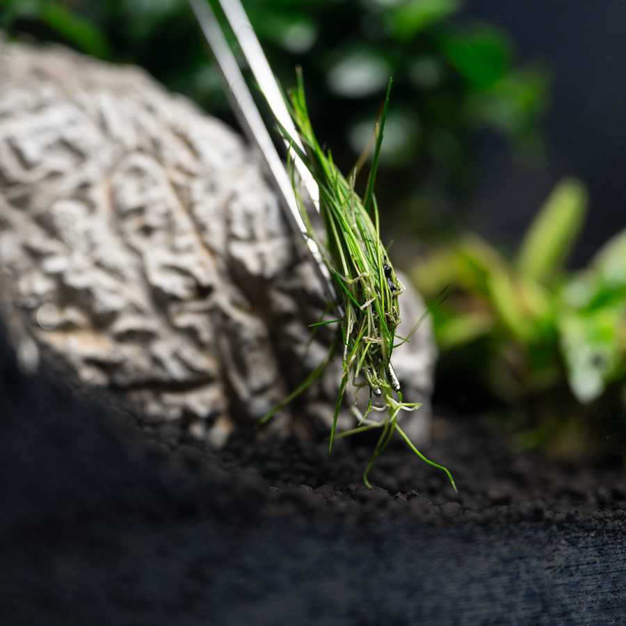 Plant Tweezers Straight 30CM