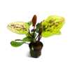 Echinodorus chocolate marble | Zwaardplant | in 5 cm pot