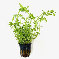 Gratiola viscidula | Kleverig zeggekruid | in 5 cm pot