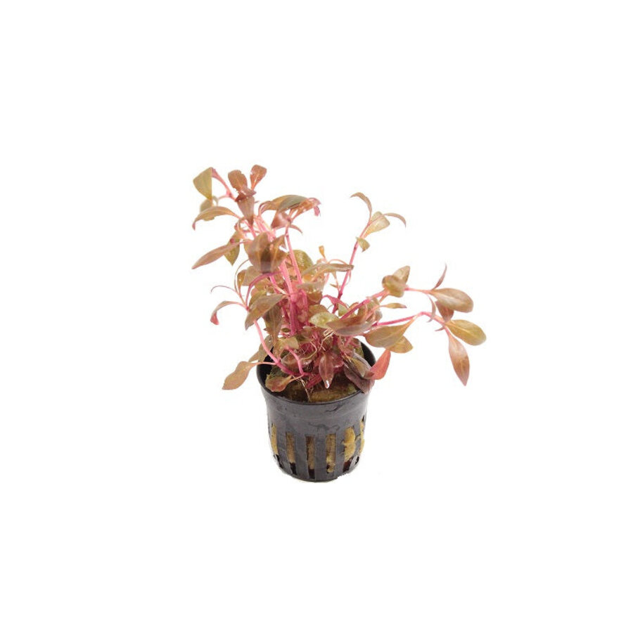 Alternanthera Reineckii Mini | Papegaaienblad | in 5 cm pot