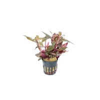 Alternanthera Rosaefolia | Rood Papegaaienblad | in 5 cm pot
