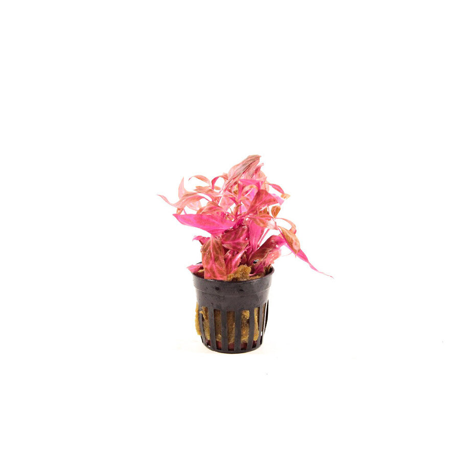 Alternanthera Rosaefolia Rosanervig in 5 cm pot