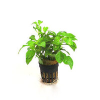 Alternanthera Bettzickiana in 5 cm pot