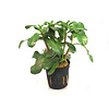 Ammania Senegalensis | Kleine Cognacplant | in 5 cm pot