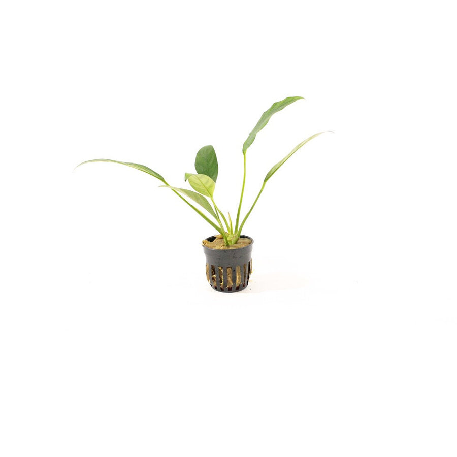 Anubias Congensis | Speerblad | in 5 cm pot