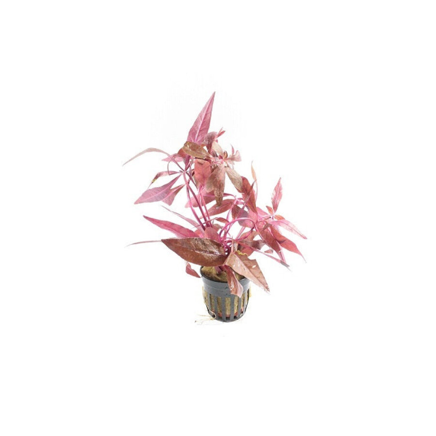Alternanthera Sessilis | Koperkleurig papegaaienblad | in 5 cm pot